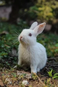 Rabbit habitat article