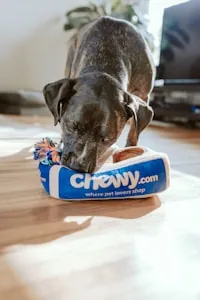 Dog nutrition article